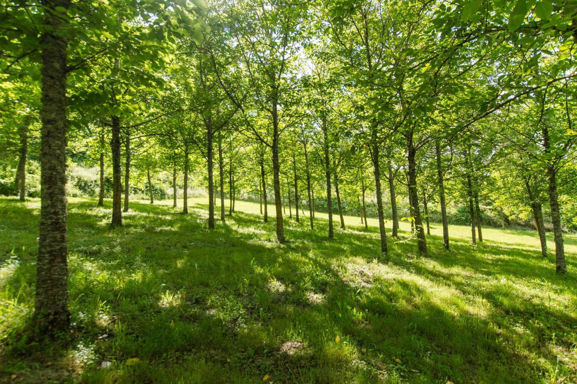 Agriturismo Podere La Casaccia Villa Poppi Buitenkant foto